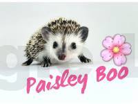Paisley Boo
