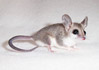 mouse opossums
