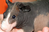 Sugar Glider