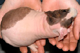 Sugar Glider