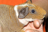 Sugar Glider