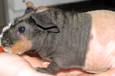 Sugar Glider