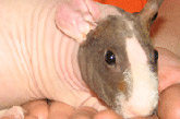 Sugar Glider