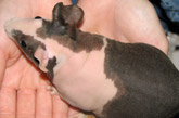 Sugar Glider