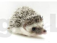 photo of hedgehog for sale