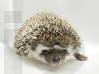 photo of hedgehog for sale