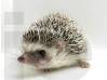 photo of hedgehog for sale