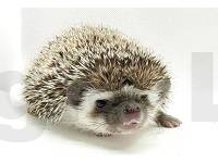 photo of hedgehog for sale