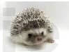 photo of hedgehog for sale