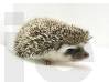 photo of hedgehog for sale