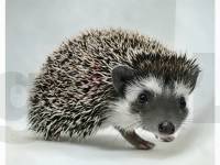 photo of hedgehog for sale