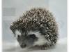 photo of hedgehog for sale