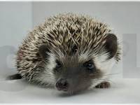 photo of hedgehog for sale