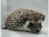 photo of hedgehog for sale