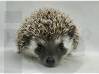 photo of hedgehog for sale