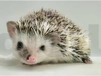 photo of hedgehog for sale