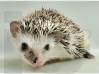 photo of hedgehog for sale