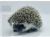 photo of hedgehog for sale