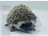 photo of hedgehog for sale