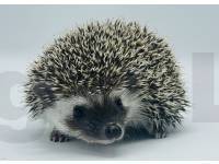 photo of hedgehog for sale