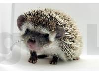 hedgehog photo