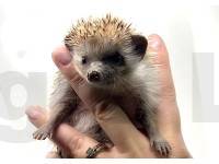 hedgehog photo