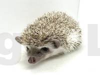 photo of hedgehog Drey, for sale