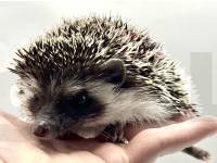 hedgehog photo