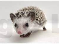 hedgehog photo