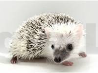 photo of hedgehog Kaptain, for sale