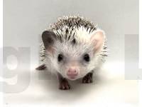 photo of hedgehog Dahsha, for sale