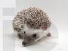 photo of hedgehog for sale