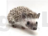 photo of hedgehog for sale