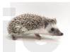 photo of hedgehog for sale