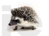 photo of hedgehog for sale