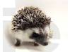 photo of hedgehog for sale