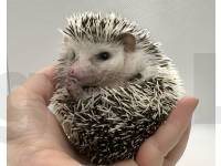 hedgehog photo