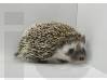 photo of hedgehog for sale