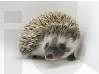 photo of hedgehog for sale