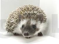 photo of hedgehog for sale