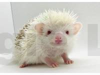 hedgehog photo