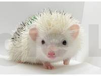 hedgehog photo