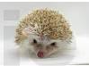 photo of hedgehog for sale