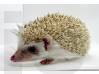 photo of hedgehog for sale