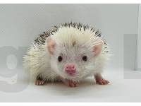 hedgehog photo