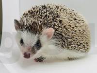 hedgehog photo