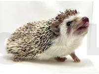 hedgehog photo