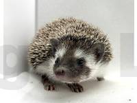 hedgehog photo