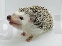 hedgehog photo