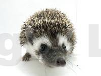 photo of hedgehog Baxx, for sale